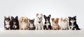 Diverse group of dogs, various breeds, large and small, isolated on white background with copy space Royalty Free Stock Photo