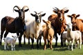 Diverse Group of Farm Animals on Transparent Background