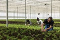 Diverse group of greenhouse workers cultivating different types of lettuce and microgreens