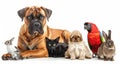 Diverse group of pets Dog, cat, bird, reptile, and rabbit, Ai Generated Royalty Free Stock Photo