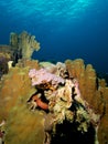 Diverse hard corals