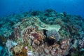 Diverse and Healthy Coral Reef
