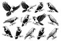 Diverse illustrations of crows in various poses, suitable for nature, spooky, or intellectual themes. Birds Royalty Free Stock Photo