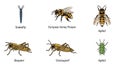 Diverse insect chart showcasing snakefly, honey bee, aphid, and grasshopper Royalty Free Stock Photo