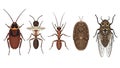 Diverse insect collection featuring a cockroach, ants, pupa, and cicada. Royalty Free Stock Photo