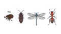 Diverse Insect Collection: Flea, Pillbug, Dragonfly, and Ant Illustrations Royalty Free Stock Photo