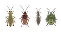 Diverse insect compilation featuring a grasshopper, cockroach, termite, and stink bug Royalty Free Stock Photo