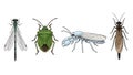 Diverse insect illustration featuring damselfly, stink bug, dobsonfly and a fishfly. Royalty Free Stock Photo