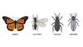 Diverse insect illustrations: Monarch, alate termite, head suuse, and webspinner. Royalty Free Stock Photo