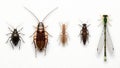 Diverse insect specimens displayed against a clean, minimalist, white background. Royalty Free Stock Photo