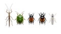 Diverse insect specimens meticulously arranged against a stark white backdrop. Royalty Free Stock Photo