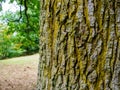 Diverse leprose lichen growing on branches in the Scottish Borders Royalty Free Stock Photo