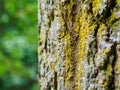 Diverse leprose lichen growing on branches in the Scottish Borders Royalty Free Stock Photo
