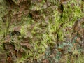 Diverse leprose lichen growing on branches in the Scottish Borders Royalty Free Stock Photo