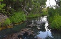 Curacao Rif Mangrove Park landscape