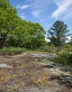 Diverse vegetation on Precambrian rock at Torrance Barrens Nature Preserve in Ontario