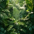 A dense forest of lush green plants and trees, covered in ferns and leaves Royalty Free Stock Photo