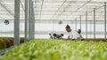 Diverse people working in greenhouse gathering lettuce doing quality control inspecting leaves removing damaged plants