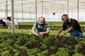 Diverse people working hard checking plants development and picking harvest for delivery