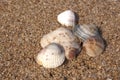 Diverse Sea Shells Collection on Sand Background Royalty Free Stock Photo