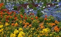 Spring flowers in the garden, tulips, forget-me-not flowers in bloom