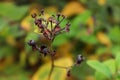 Diverse vegetation found in the Japanese area of the Botanical Garden in Cluj Napoca, Romania