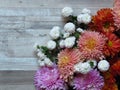 Diverse vibrant colours chrysanthemum bunch on bleached oak wood background.White, yellow, orange, pink, purple chrysanthemum. Royalty Free Stock Photo