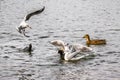 Diverse water birds fighting for food  on lake Royalty Free Stock Photo