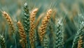 Diverse Wheat Varieties: A Comprehensive Overview of Types and Characteristics Royalty Free Stock Photo
