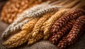 Diverse Wheat Varieties: A Comprehensive Overview of Types and Characteristics Royalty Free Stock Photo