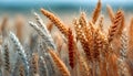 Diverse Wheat Varieties: A Comprehensive Overview of Types and Characteristics Royalty Free Stock Photo