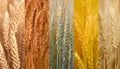 Diverse Wheat Varieties: A Comprehensive Overview of Types and Characteristics Royalty Free Stock Photo