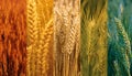 Diverse Wheat Varieties: A Comprehensive Overview of Types and Characteristics Royalty Free Stock Photo