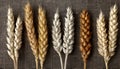 Diverse Wheat Varieties: A Comprehensive Overview of Types and Characteristics Royalty Free Stock Photo