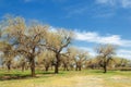 diversifolia Schrenk, Populus euphratica, Euphrates Poplar, po Royalty Free Stock Photo