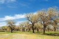 Diversifolia Schrenk, Populus euphratica, Euphrates Poplar, po Royalty Free Stock Photo