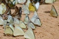 Diversity of butterfly species Royalty Free Stock Photo