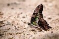 Diversity of butterfly species Royalty Free Stock Photo