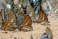 Diversity of butterfly species Royalty Free Stock Photo