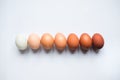 Diversity of chicken eggs on a white background. Colorful chicken eggs.