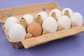 Diversity concept. Close up view photo of ten and one brown eggs in carton box isolated violet purple background Royalty Free Stock Photo