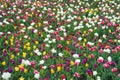 Diversity concept. Natural beauty. Springtime background. Multicolored flowers. Tulip fields colourful burst into full Royalty Free Stock Photo