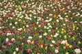 Diversity concept. Natural beauty. Springtime background. Multicolored flowers. Tulip fields colourful burst into full Royalty Free Stock Photo