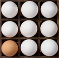 Diversity eggs, white and brown eggs