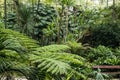 A diversity of ferns species in Estufa Fria (cold greenhouse), Lisbon, Portugal