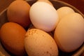 Diversity - Free Range Eggs Royalty Free Stock Photo