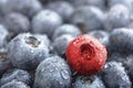 Diversity. Fresh wet blueberries and one red berry in background