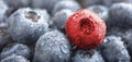 Diversity. Fresh wet blueberries and one red berry in background