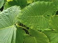 Diversity in green: a visual symphony created by the expanse of wide taro leaves.