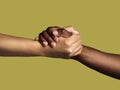 Diversity, handshake and grip for unity, support or deal in trust or agreement against studio background. Diverse people Royalty Free Stock Photo